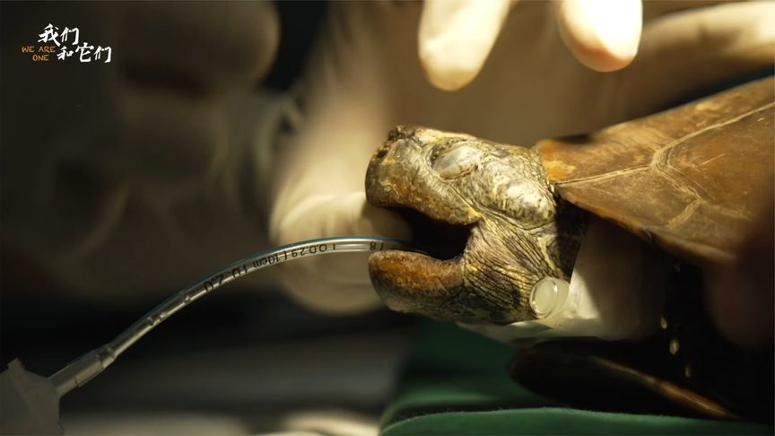 乌龟难产该从哪下刀？医生满头大汗，全程惊心动魄