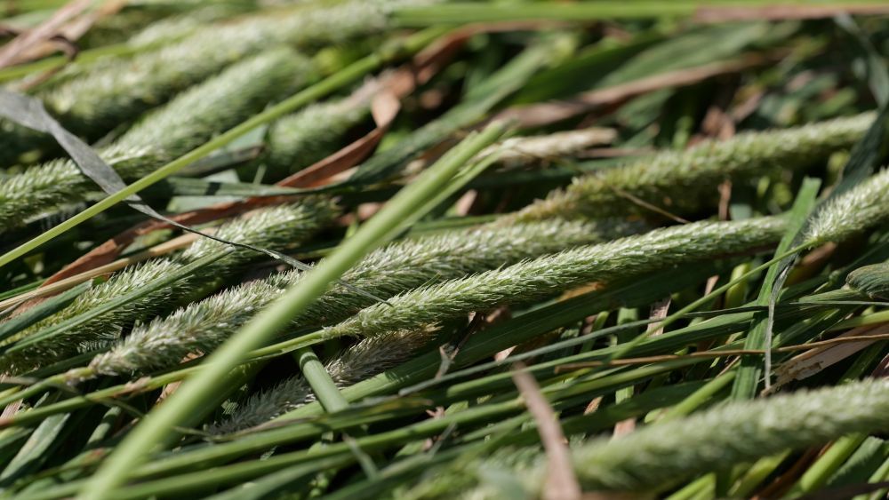 这是7月15日拍摄的刚收割的猫尾草　新华社记者　刘克英　摄