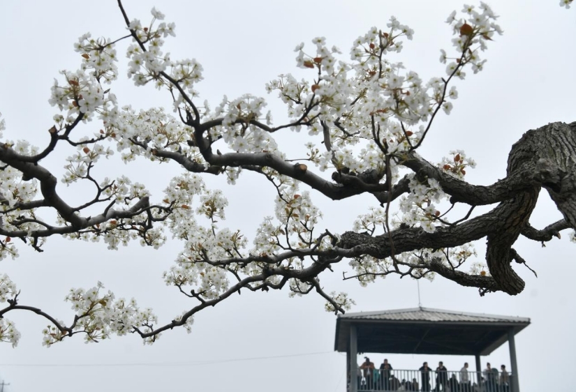 梨花节期间,游客在万里镇尹家庄村观景台赏花(资料图片)。苑立伟 摄