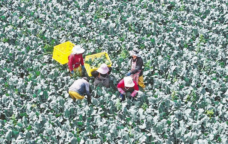 民乐县洪水镇李尤村种植基地，菜农正抓紧采收、装运西蓝花。新甘肃·甘肃日报通讯员　王晓泾