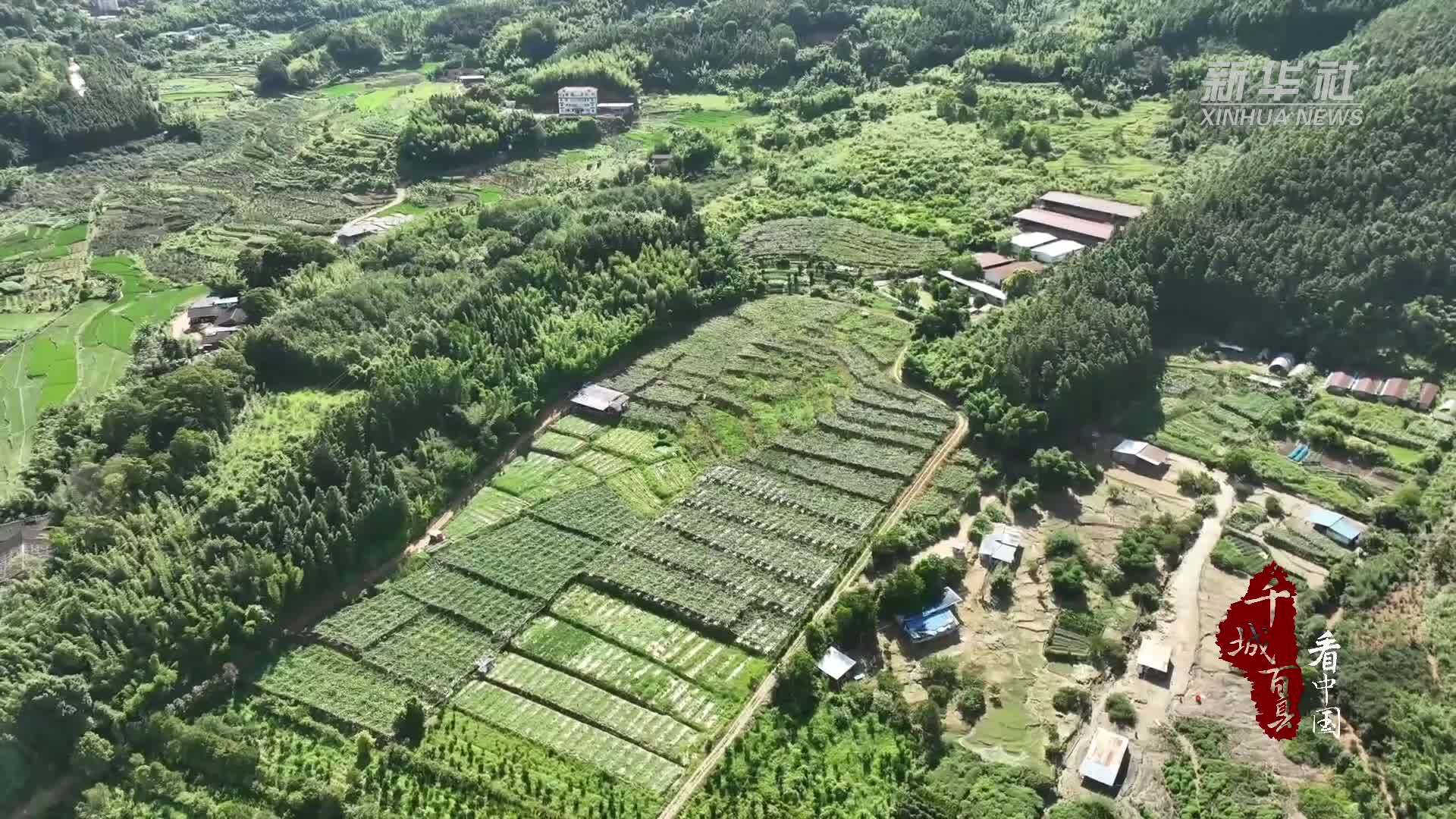 千城百县看中国｜福建尤溪：葡萄满枝丰收忙