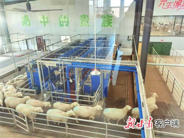 甘肃元生农牧科技有限公司的挤奶台　本文图片均由新甘肃·甘肃日报记者　谢晓玲　摄