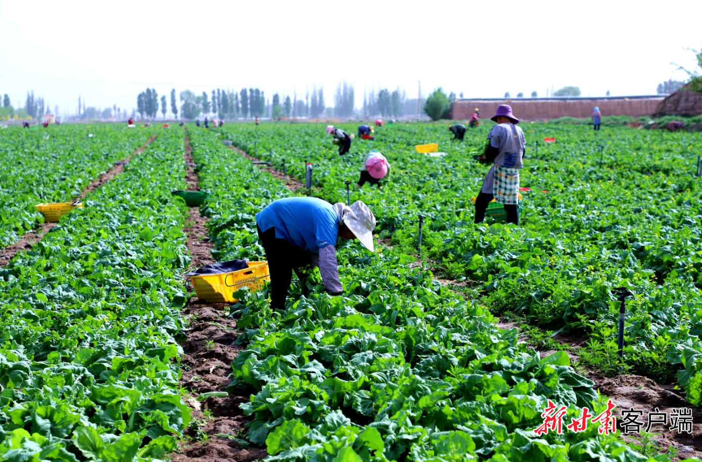 巷道镇太安村供港蔬菜基地　图片由新甘肃&middot;甘肃日报记者冯宝强摄