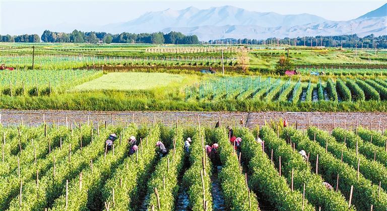 天祝县金强川高原夏菜进入采收旺季　 新甘肃·甘肃日报通讯员　赵世鹏