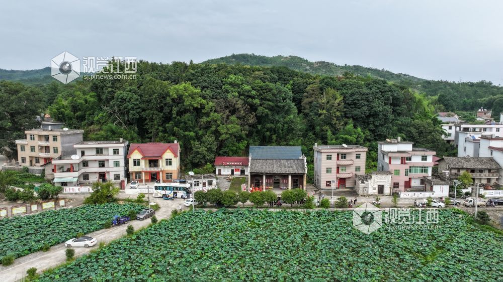近日,在江西省吉安市万安县弹前乡店头村,一眼可见成片的荷塘,朵朵成熟的莲蓬高低错落,空气中弥漫着淡淡的荷花香与清甜的莲蓬香,莲农们正穿梭于荷叶丛中,她们娴熟地采摘一颗颗饱满的莲蓬,脸上露出丰收的喜悦。