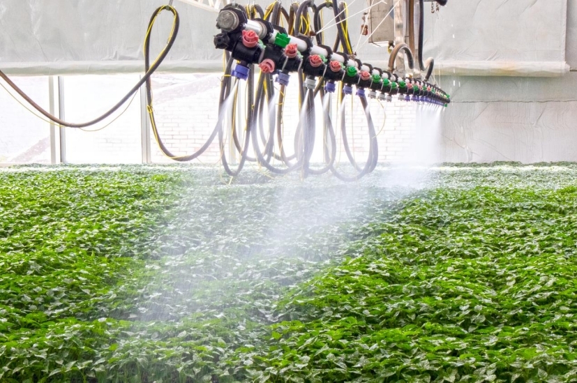 先进设备在为蔬菜种苗喷水。王韬 摄