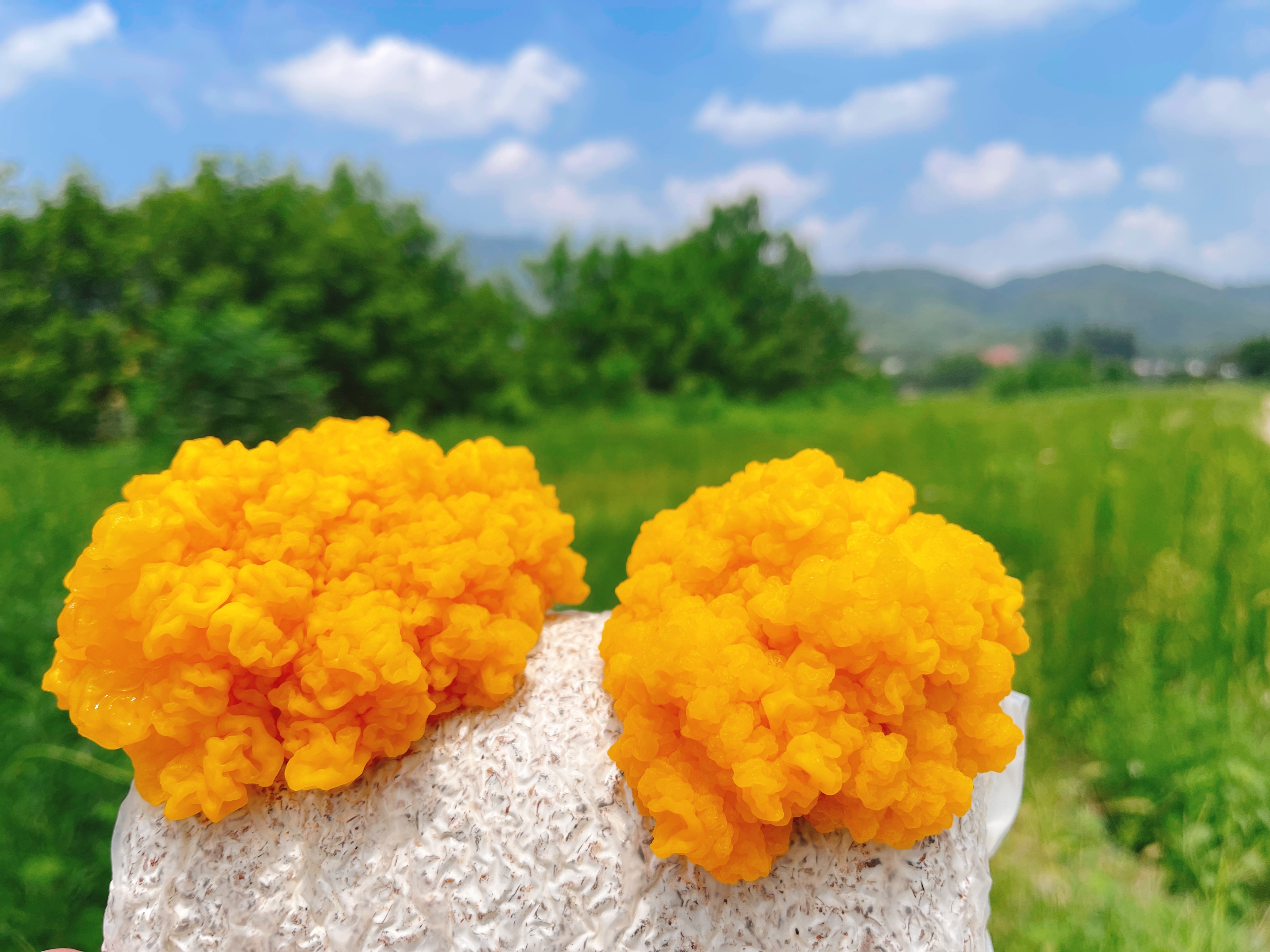 河南鲁山:菌菇飘香蜂蜜甜 和美宜居合庄村