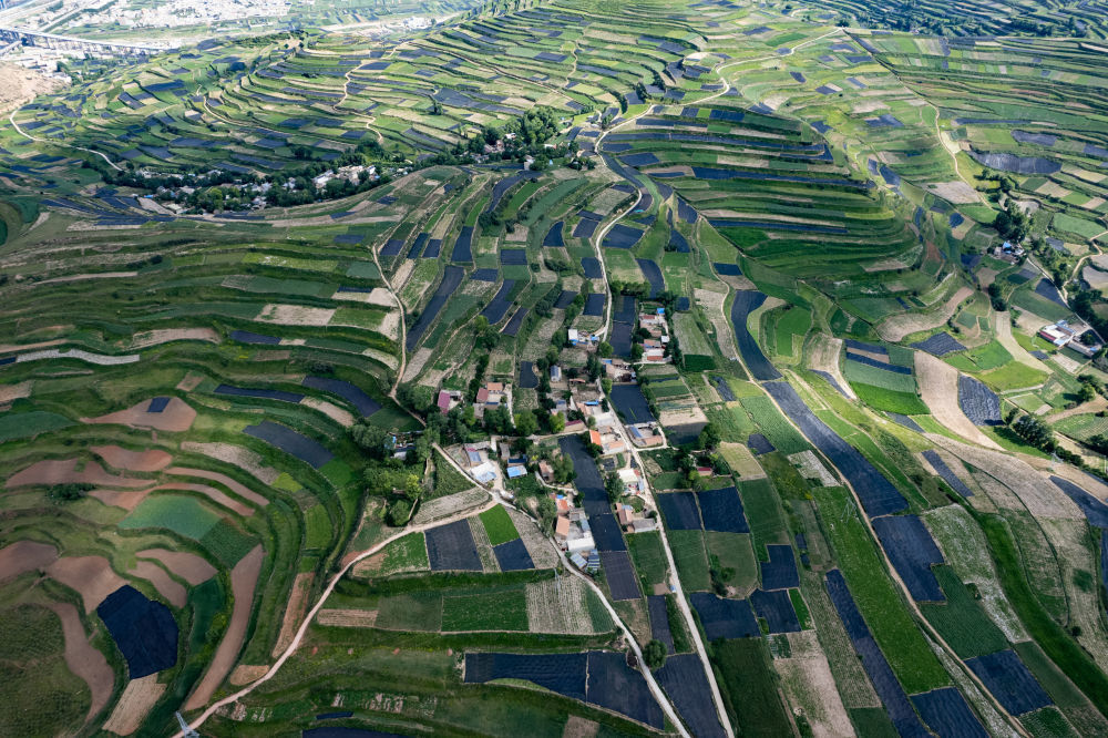 这是7月15日在甘肃省定西市岷县拍摄的梯田中生长的猫尾草等作物（无人机照片）　新华社记者　刘克英　摄