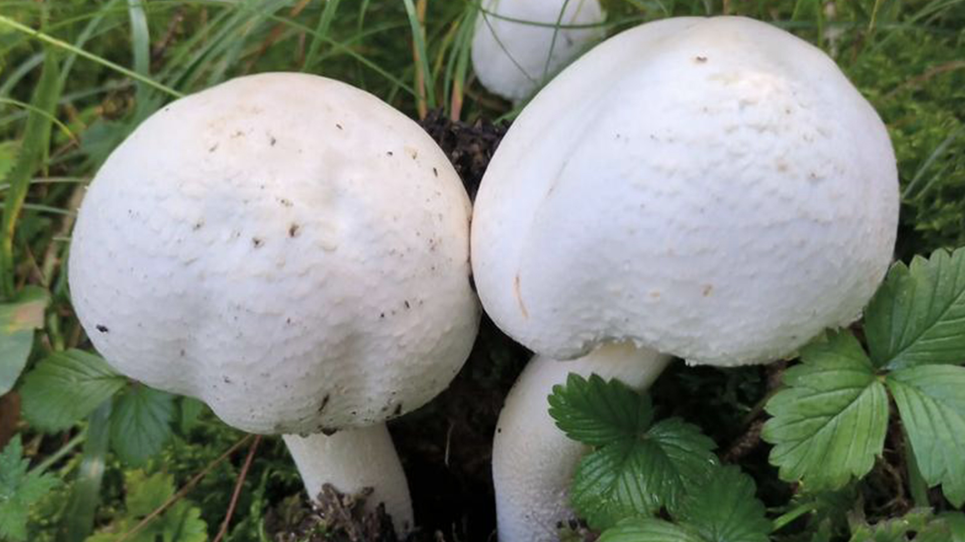 四川一家3口采食野生蘑菇中毒入院,老人担心有毒专门让狗先试吃,见狗"