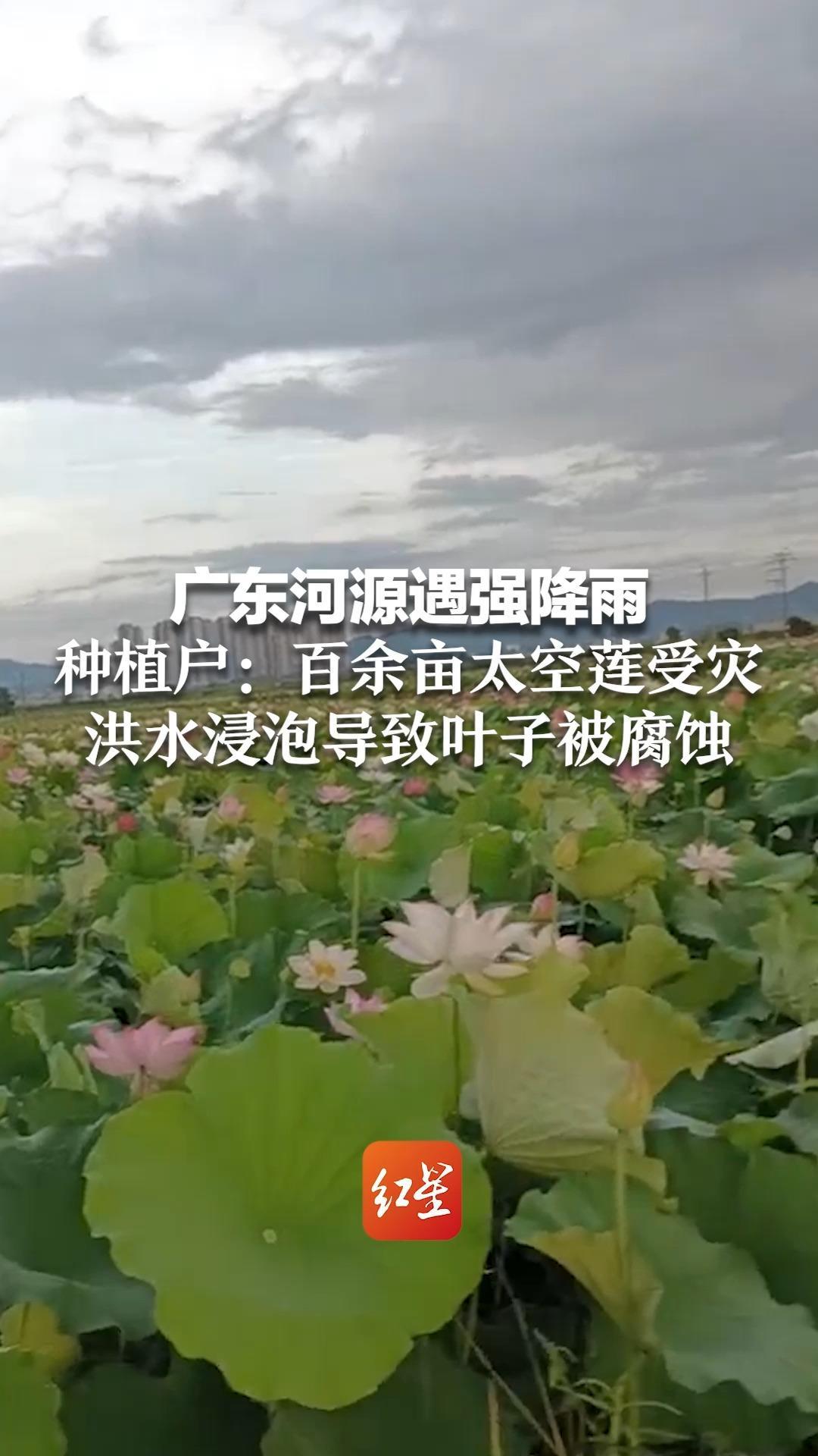 广东河源遇强降雨 村庄农田积水至小腿  种植户：百余亩太空莲受灾  洪水浸泡导致叶子被腐蚀