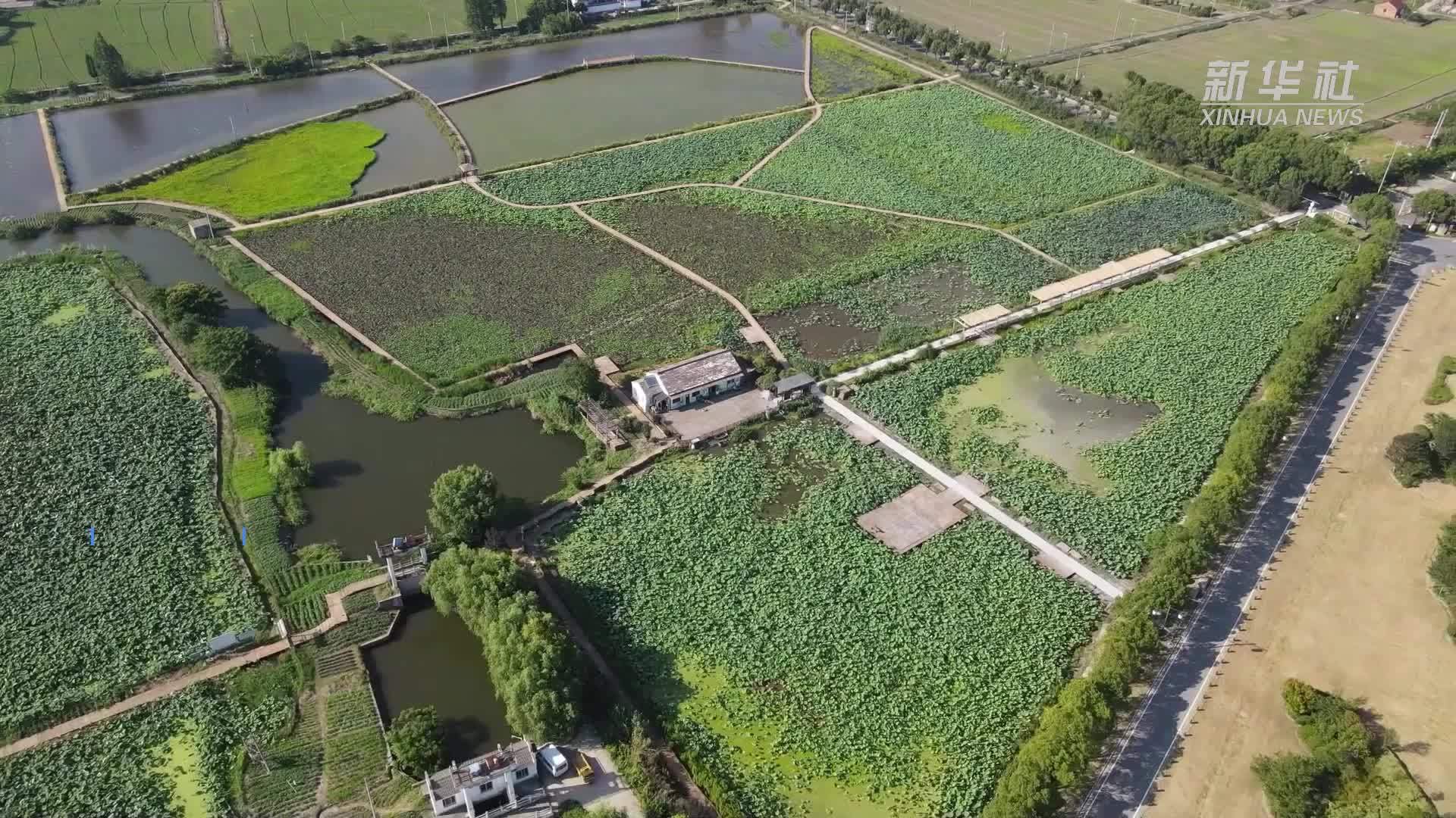 浙江嘉兴：一朵花串起产业链“荷花经济”别样红