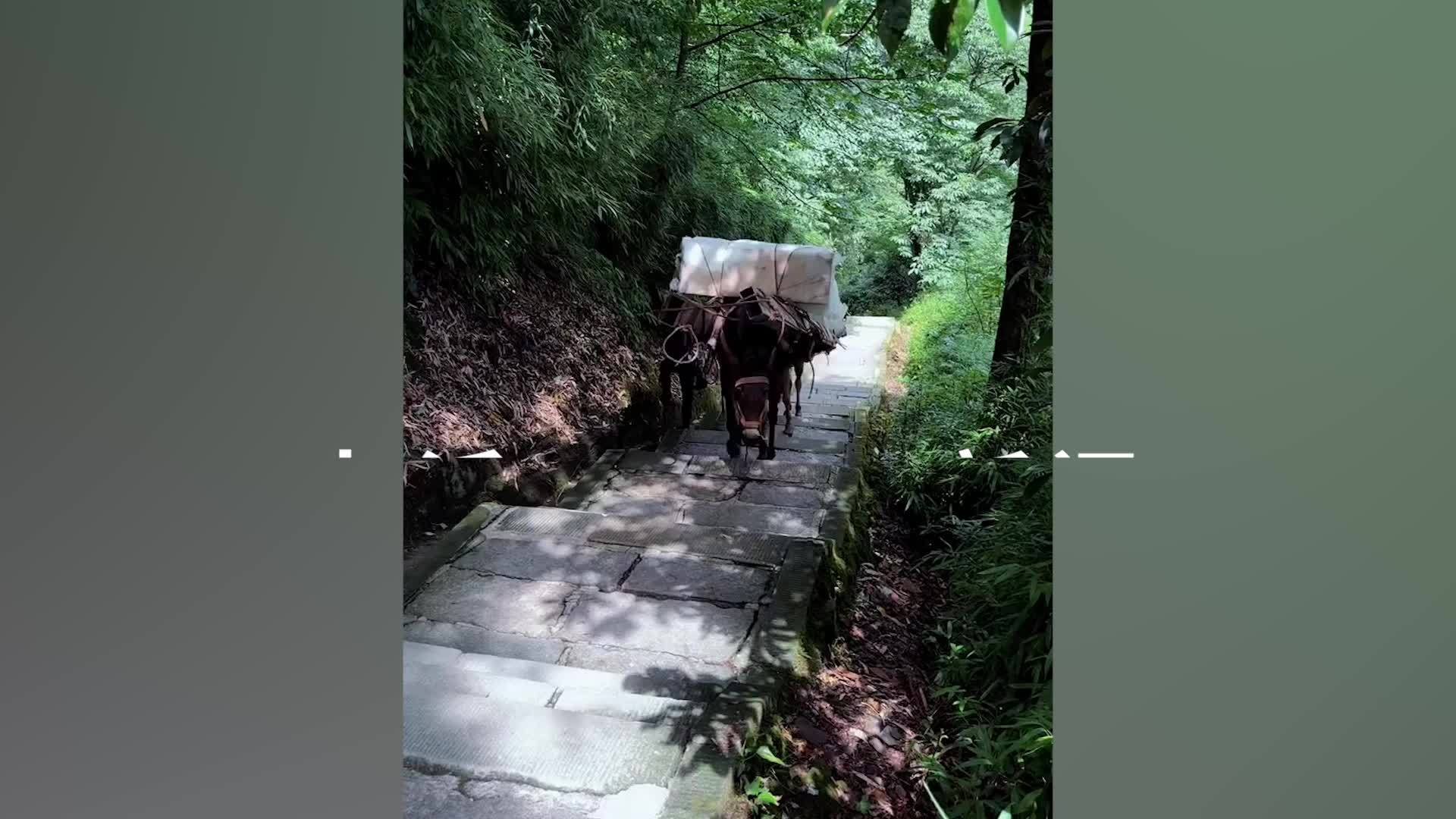 峨眉山景区回应骡子驮货争议：已限重200斤以内，已引入无人机运货