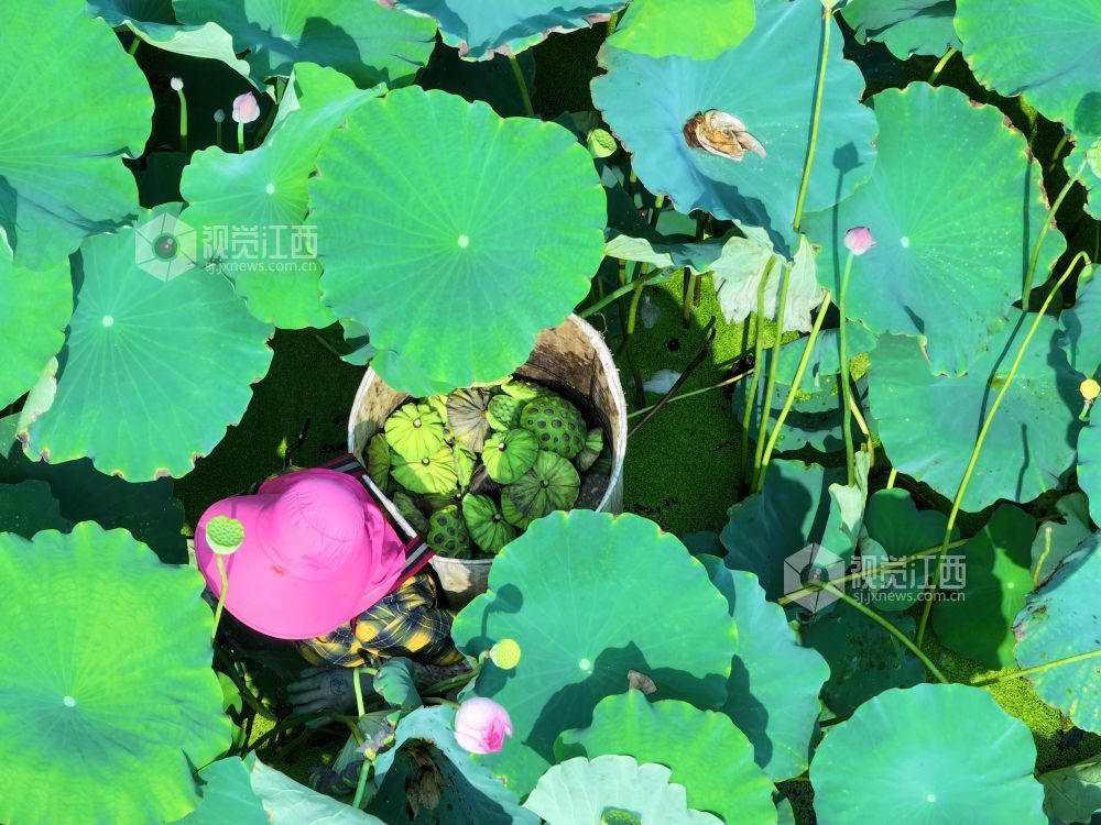 7月30日，江西省吉安市泰和县冠朝镇宏冈村生态莲子种植基地，农民正在采摘莲蓬。