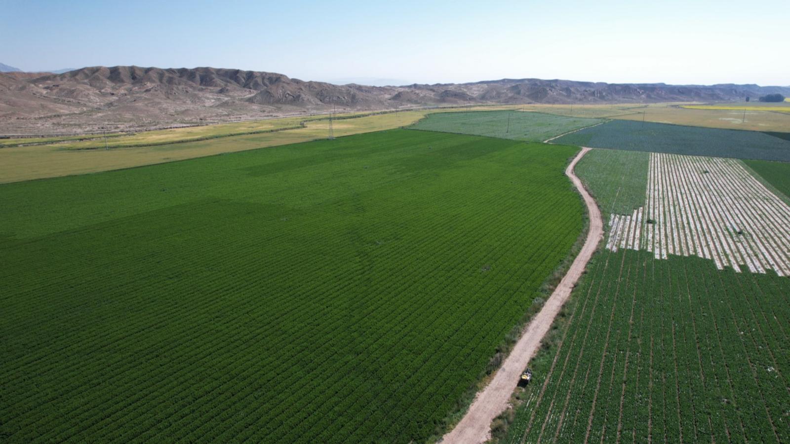 高原夏菜一路领“鲜”　永昌走好富“蔬”路