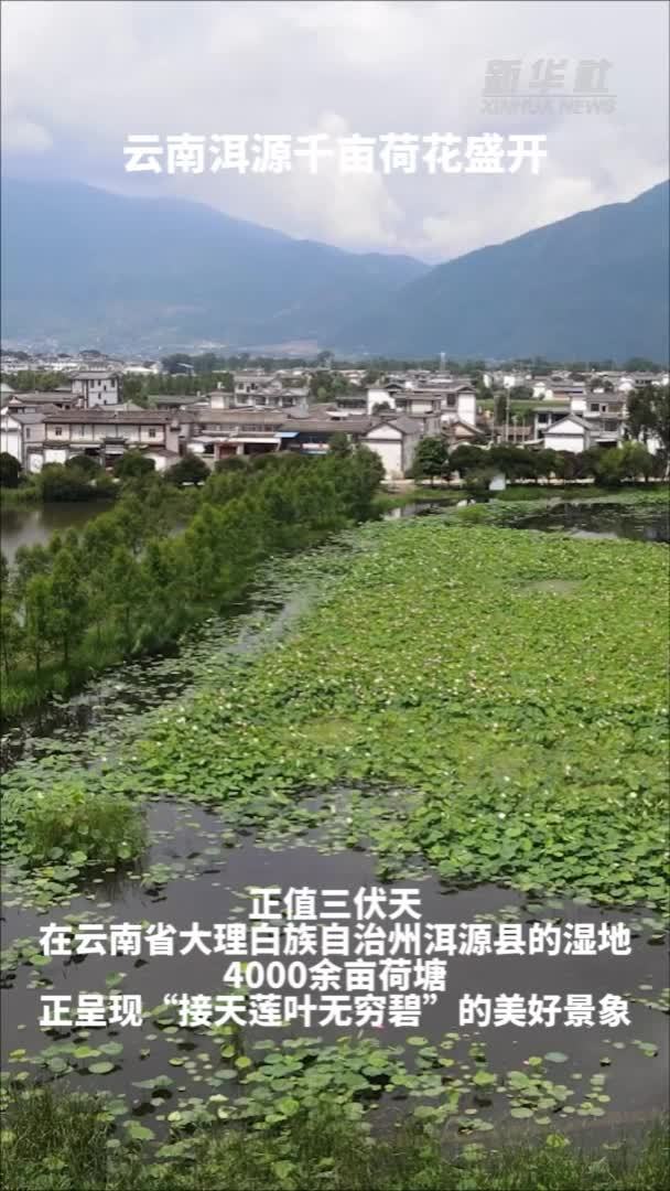 秀我中国｜云南洱源千亩荷花盛开