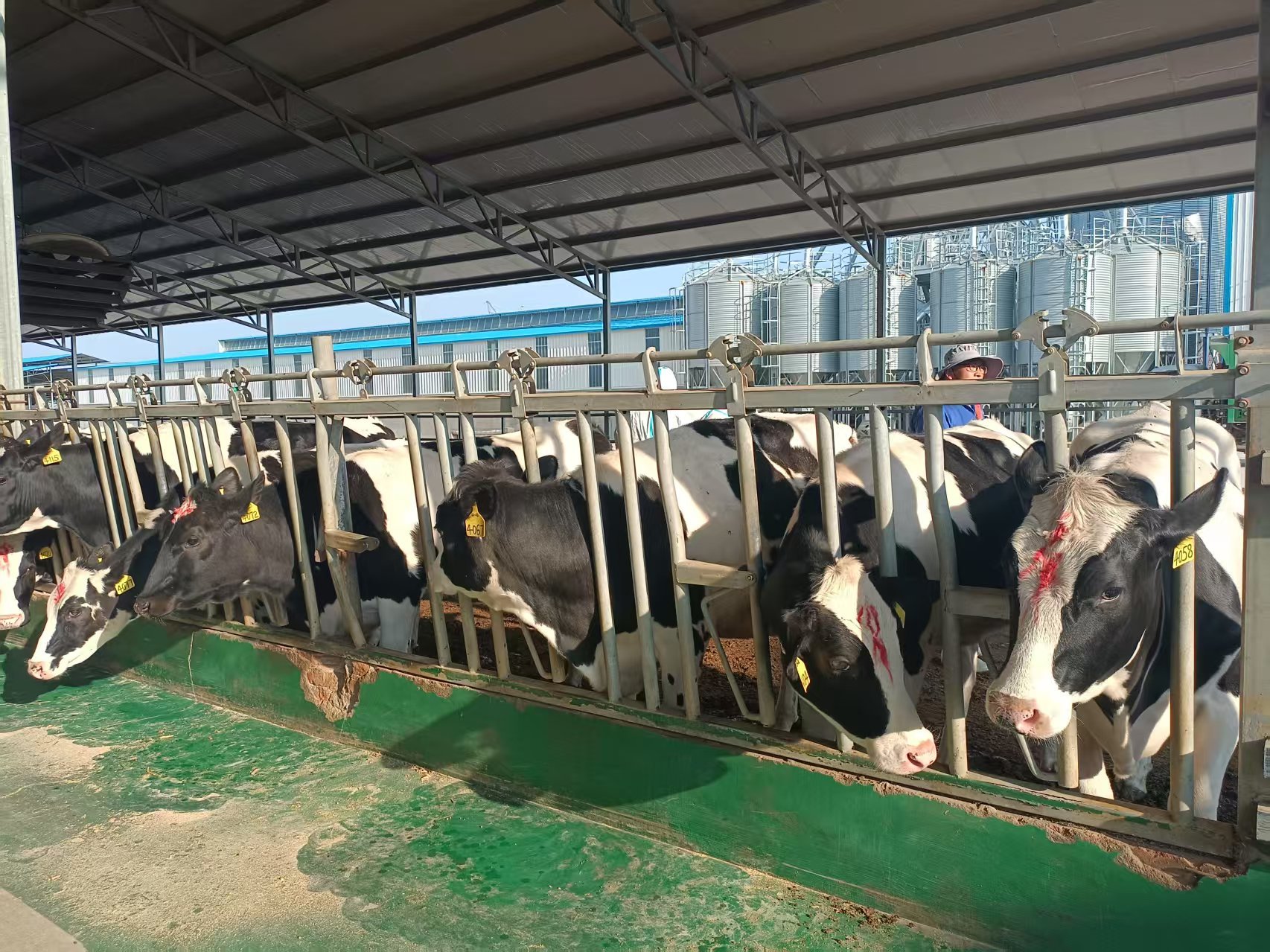 探路农村集成改革，青岛开启强村富民新篇章！