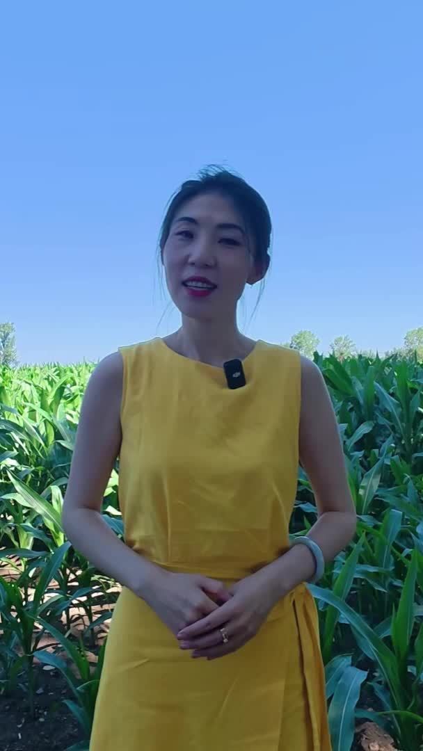 黑土地上订单农业拓宽农民致富路