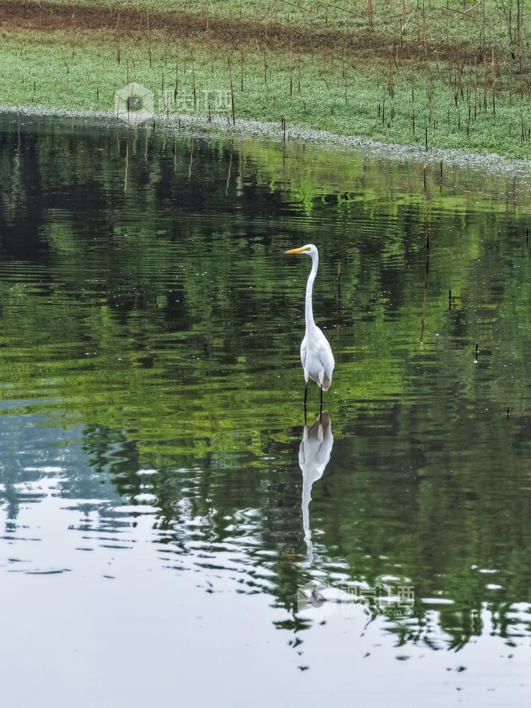 2025年7月29日，江西省吉安市吉水县水南镇莲蓬岭村，成群结队的白鹭悠然栖息于村畔山林湿地间，或优雅筑巢，或悉心育雏，好一幅夏日生态画卷。