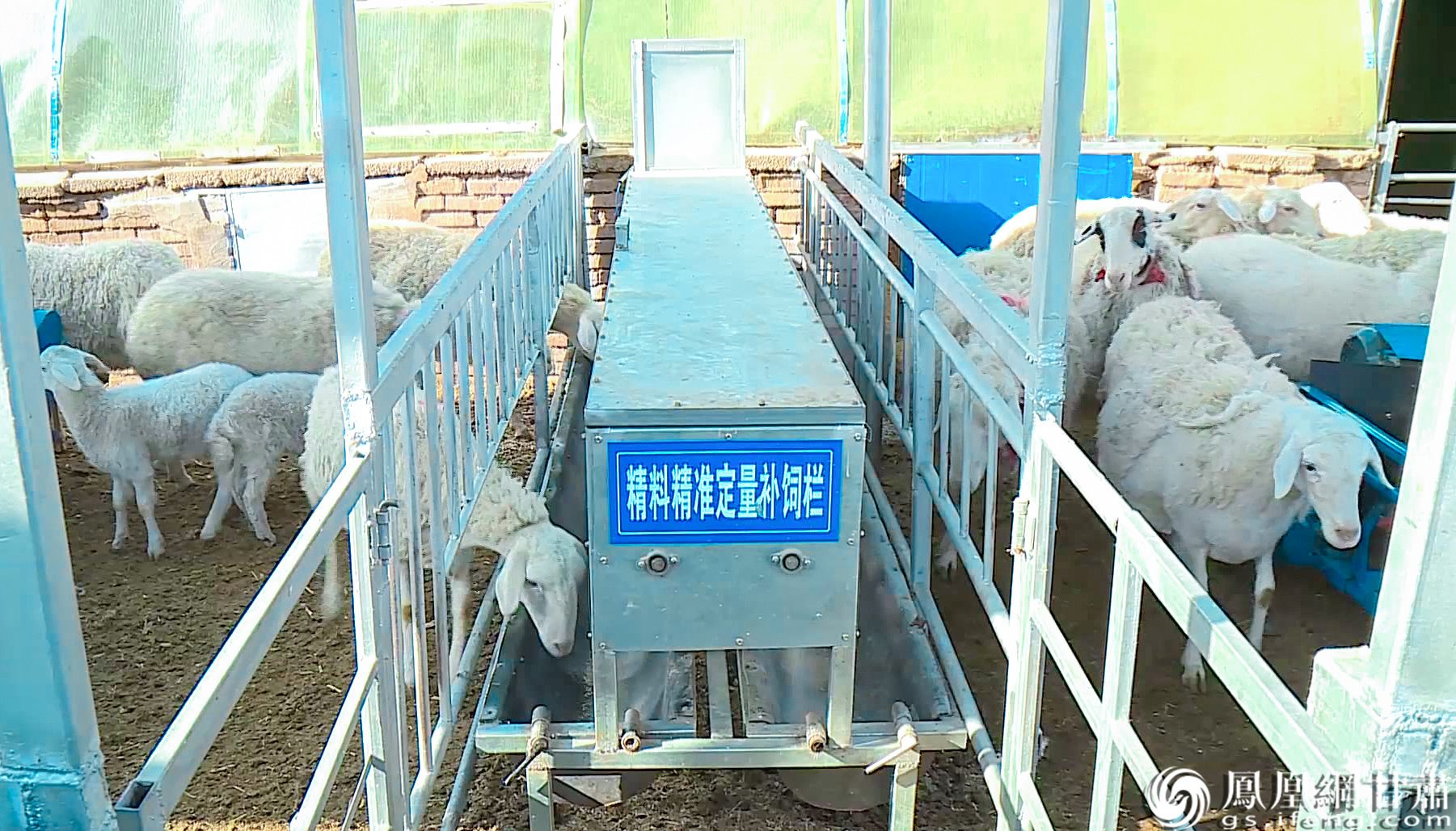 轻点手机,精料精准定量补饲栏便可智能运作。民乐县融媒体中心供图