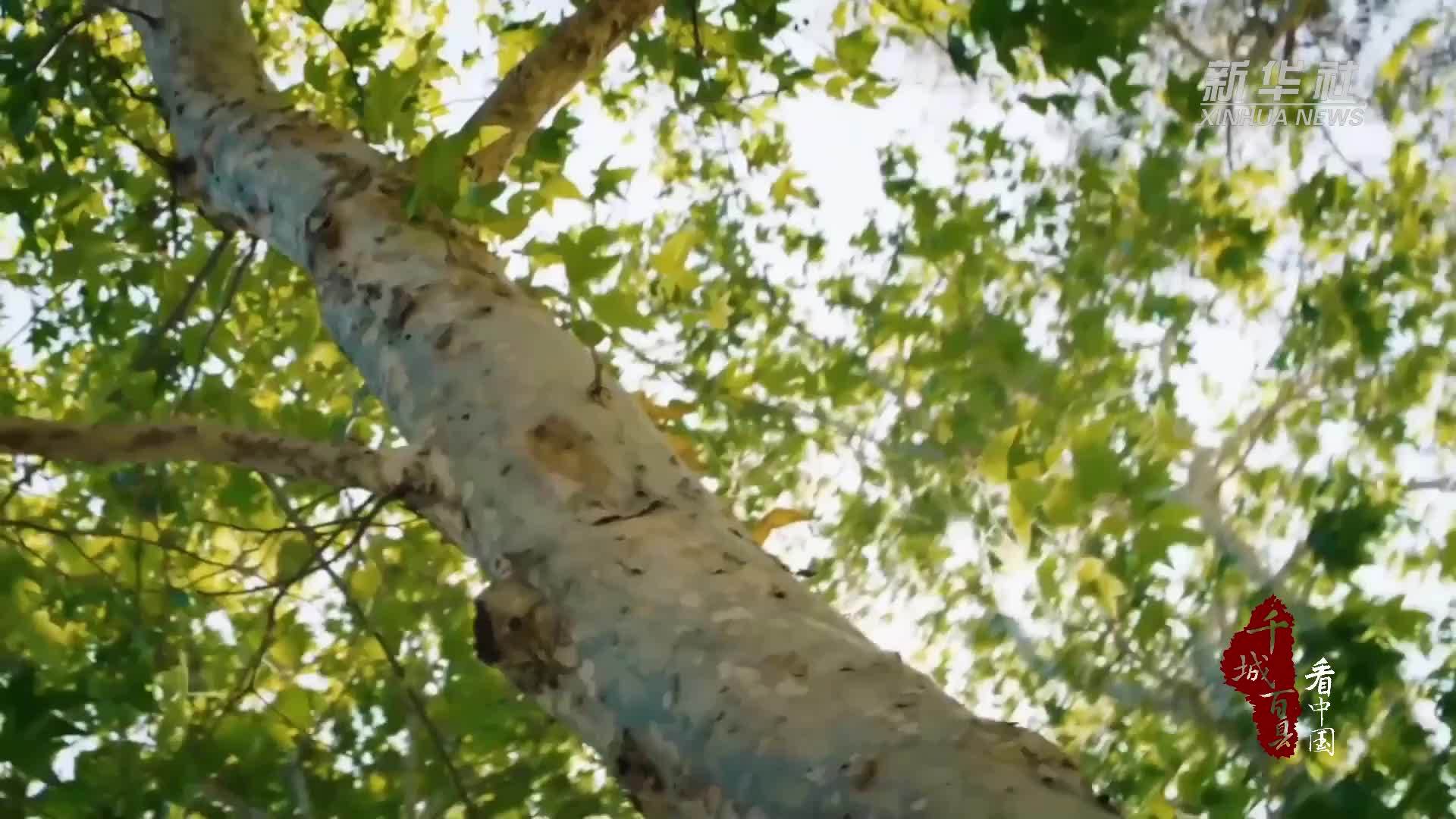 千城百县看中国｜内蒙古包头：邂逅夏日的专属浪漫
