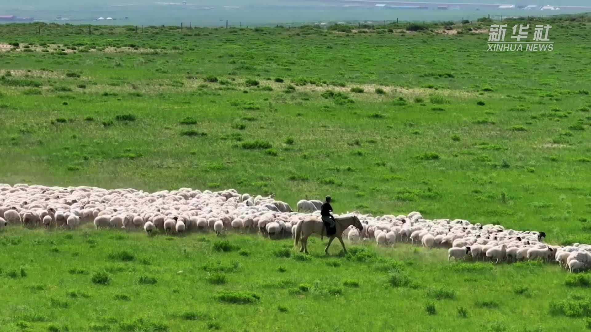 千城百县看中国｜内蒙古：草原“云朵魔法师”