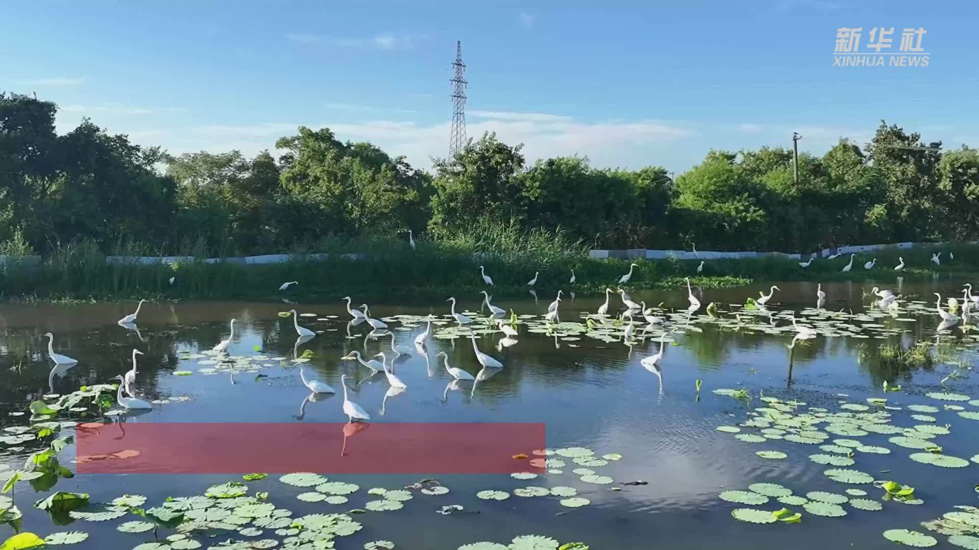 魅力山乡丨安徽芜湖：藕塘鹭影舞翩跹