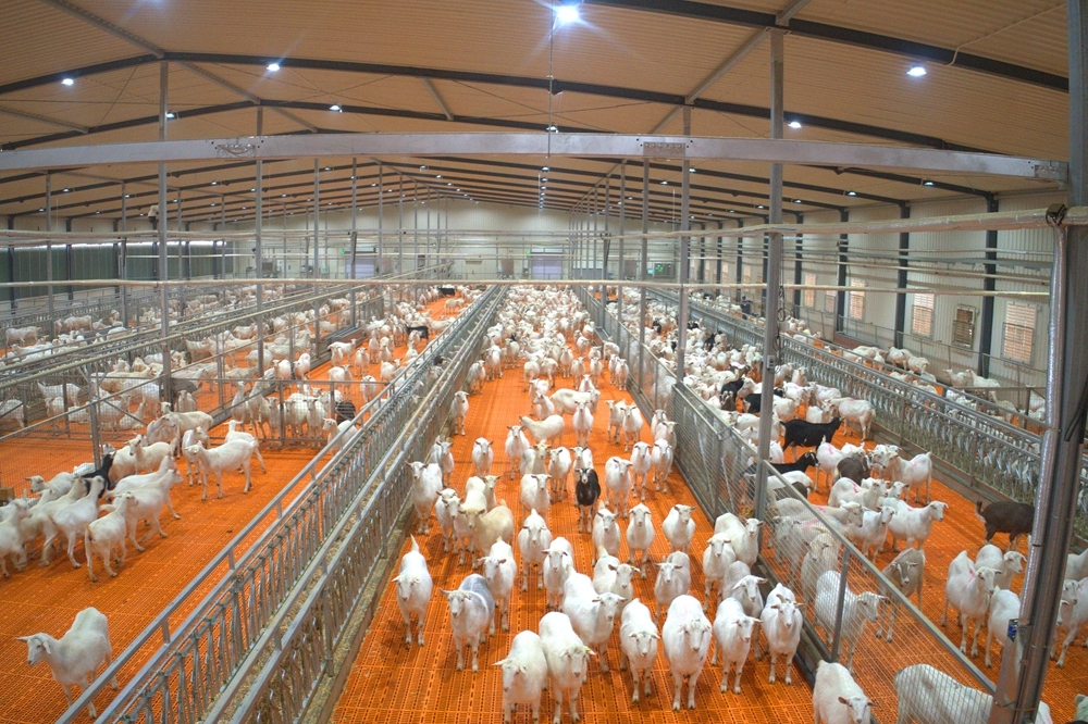 千阳县苹果与奶山羊产业“双轮驱动” 助力县域经济高质量发展