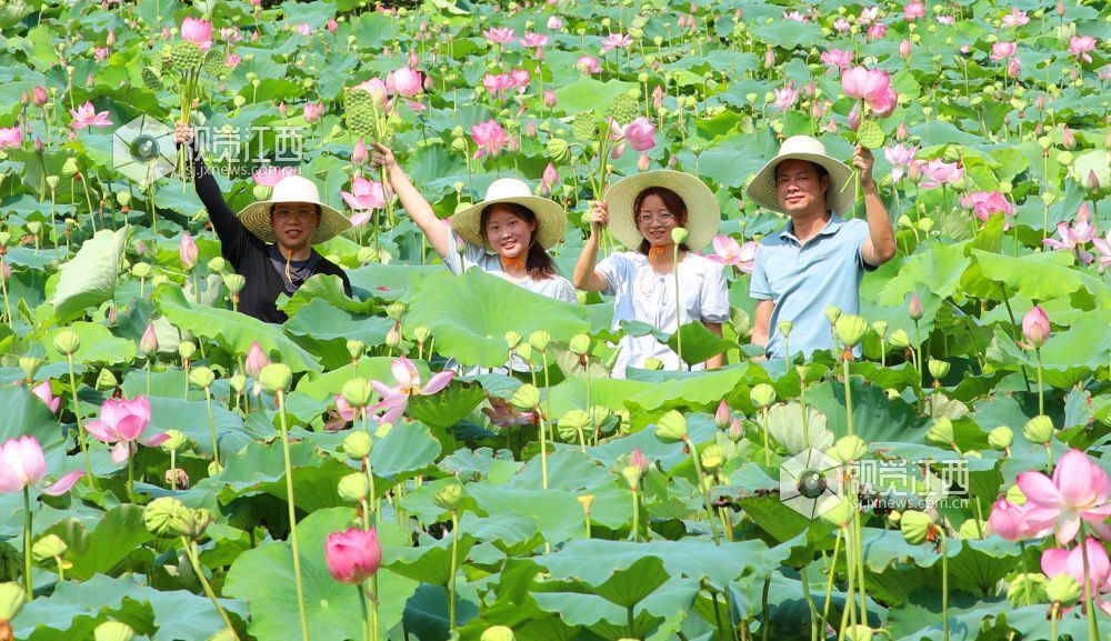 7月30日，江西省吉安市泰和县冠朝镇宏冈村生态莲子种植基地，游客展示采摘莲蓬、荷花。