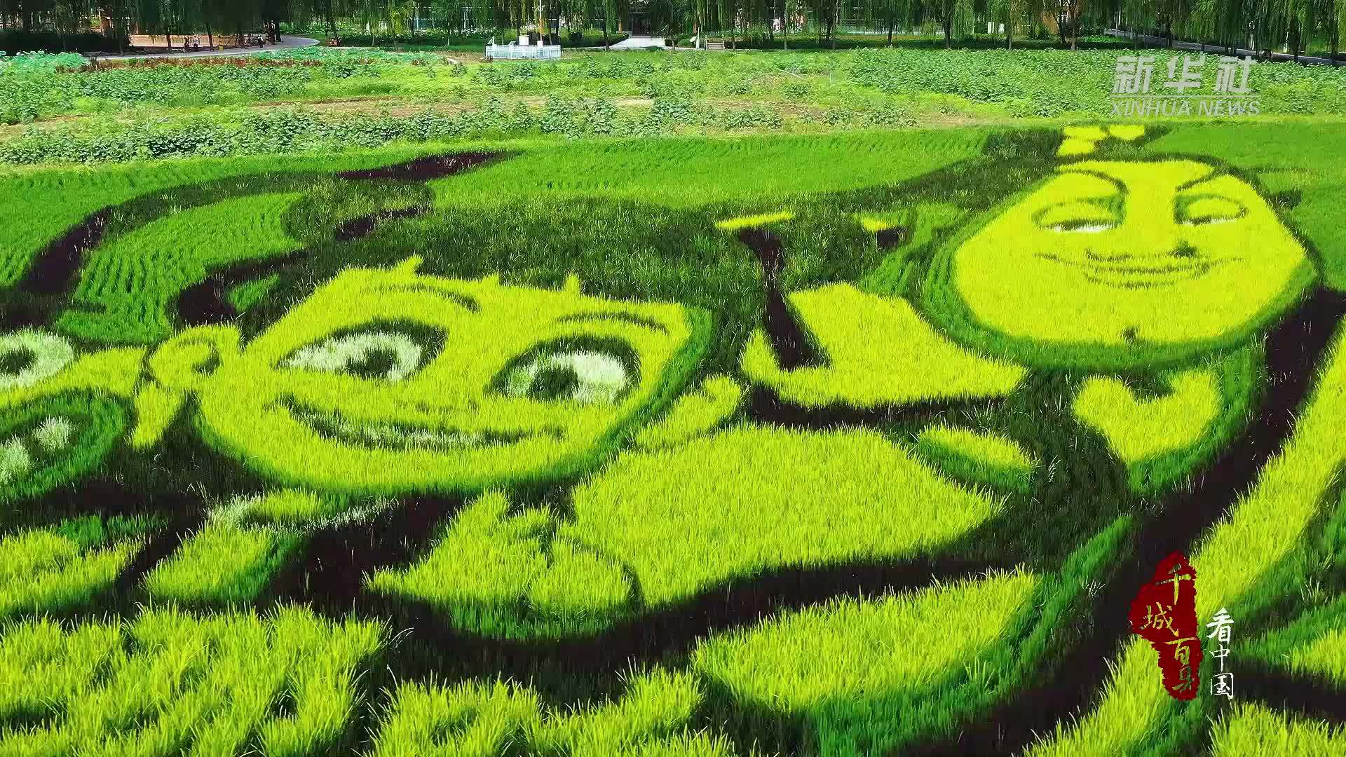 千城百县看中国｜河北徐水：科技赋“农”打造“哪吒”主题稻田画