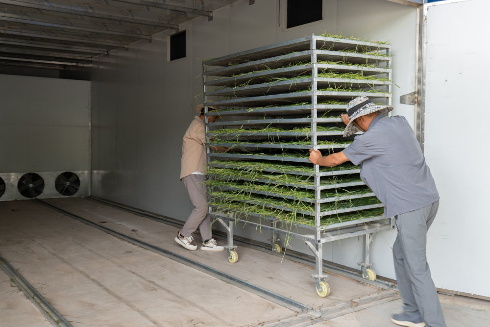 7月17日，定西市漳县辉丰草业有限公司的工人向烘干车间运送猫尾草。新华社记者　刘克英　摄