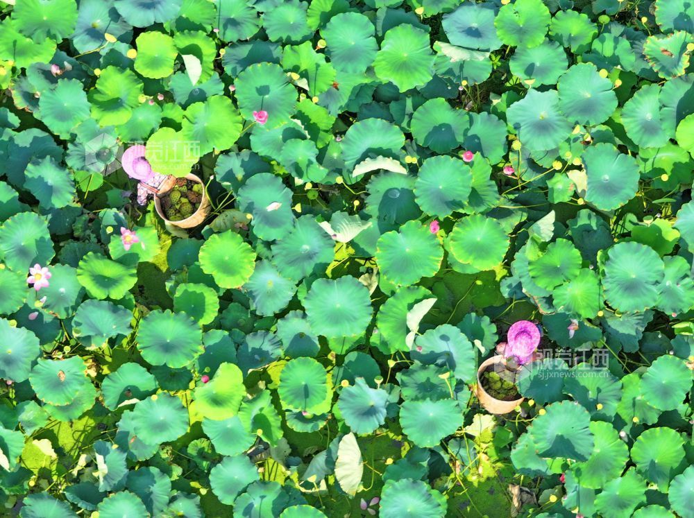 7月30日，江西省吉安市泰和县冠朝镇宏冈村生态莲子种植基地，农民正在采摘莲蓬。