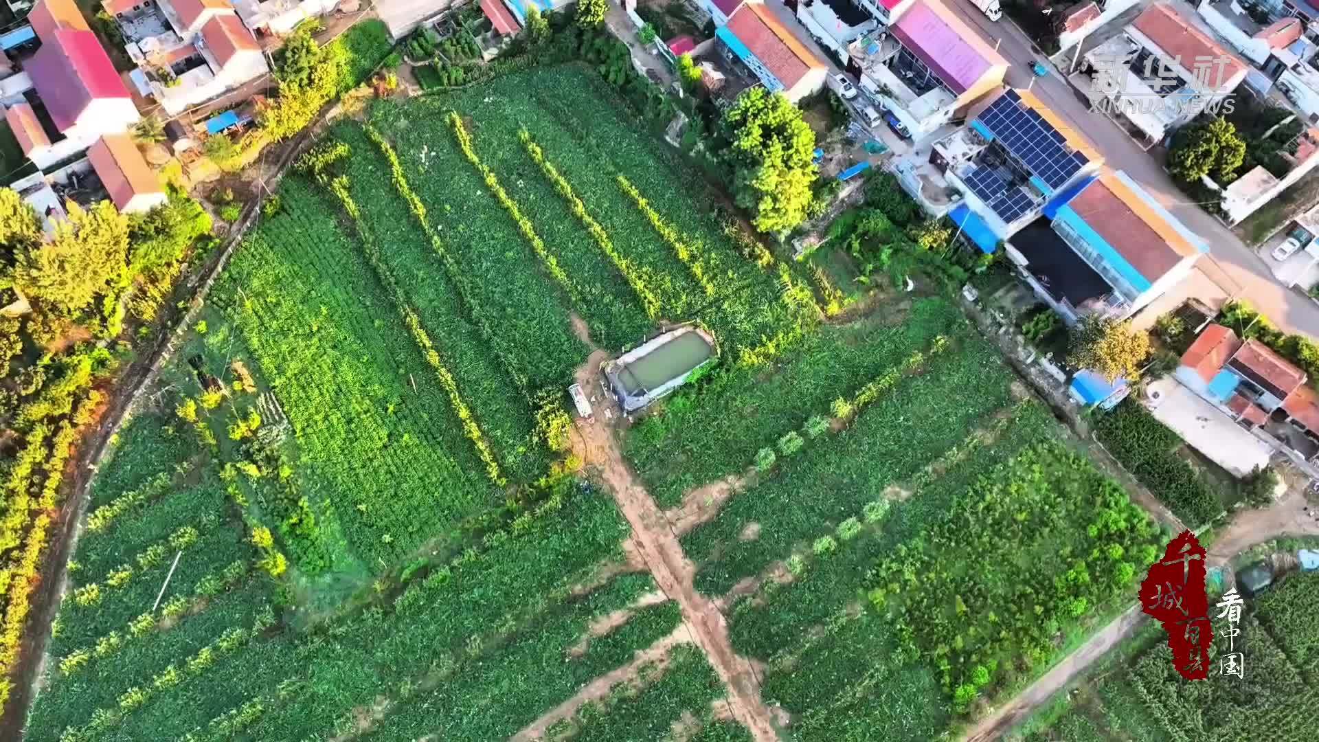 千城百县看中国｜山东潍坊：甜葫芦满田地 丰收醉人心