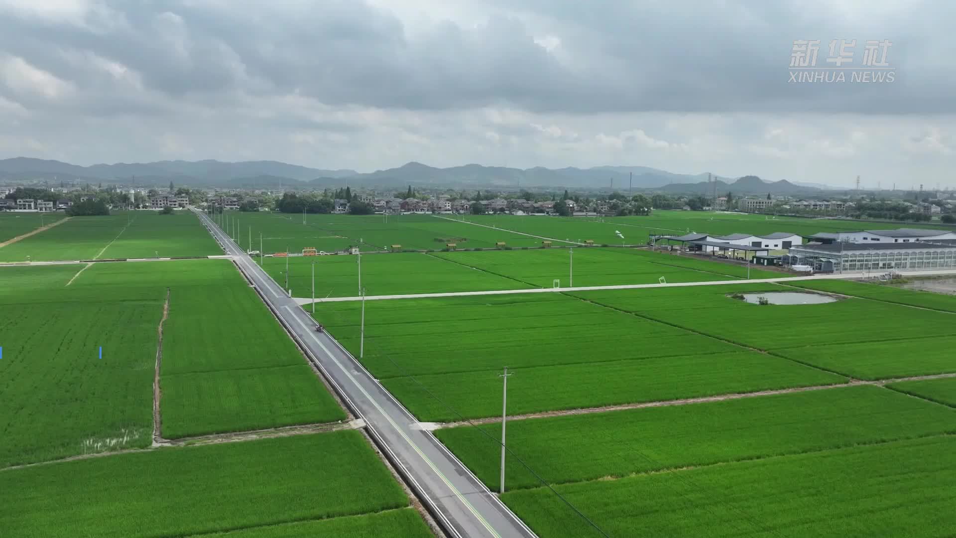 杭州余杭：风吹稻浪千重碧 绘就田园新画卷