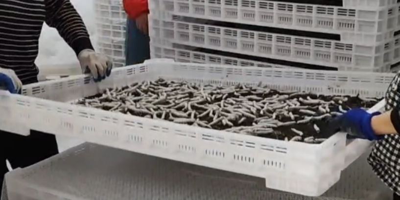 睢宁：桑田变锦绣 蚕“吐”新丝路