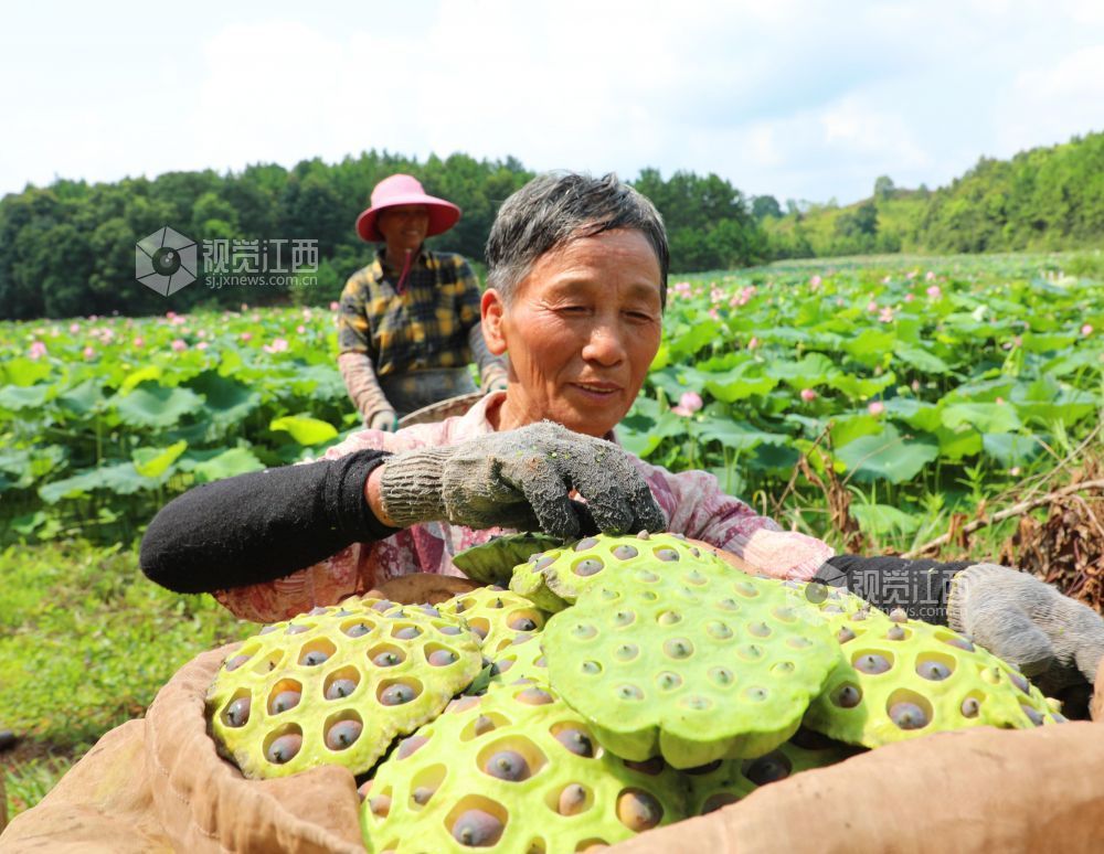 7月30日，江西省吉安市泰和县冠朝镇宏冈村生态莲子种植基地，农民正在摆放采摘的莲蓬。