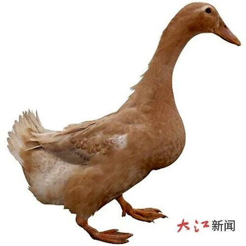吉安红毛鸭(图片均为资料图)