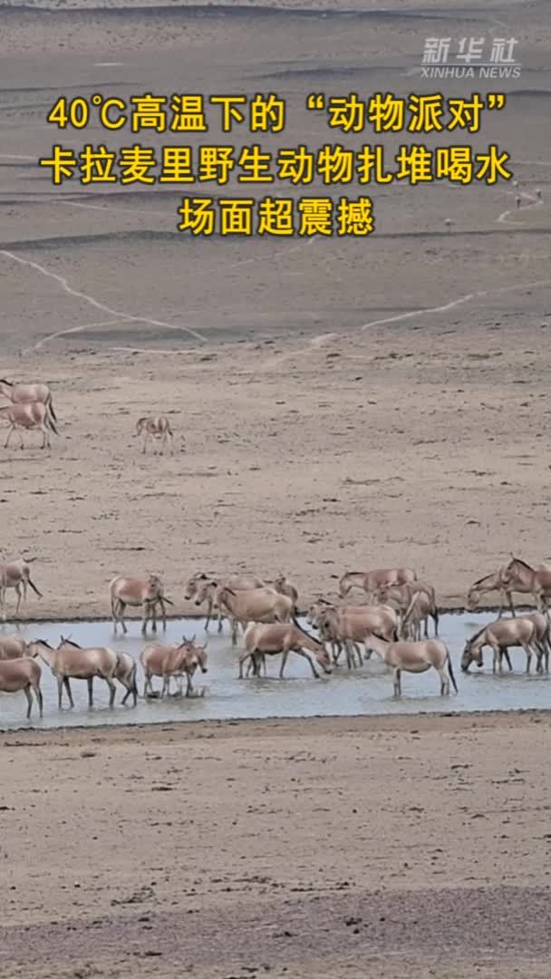 40℃高温下的“动物派对” 卡拉麦里野生动物扎堆喝水 场面超震撼
