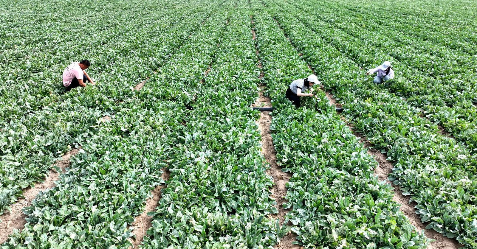 工人在航天镇板蓝根种植基地劳作