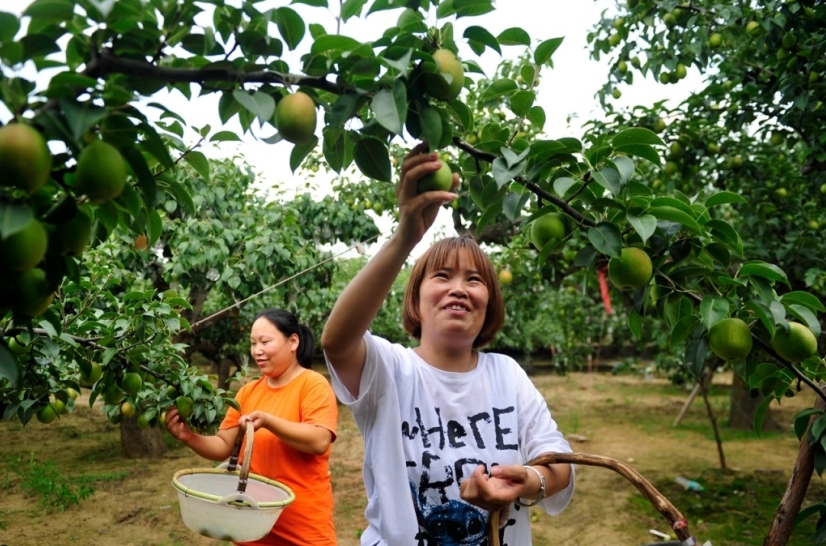 万里镇尹家庄村的梨农采摘早熟梨(资料图片)。苑立伟 摄