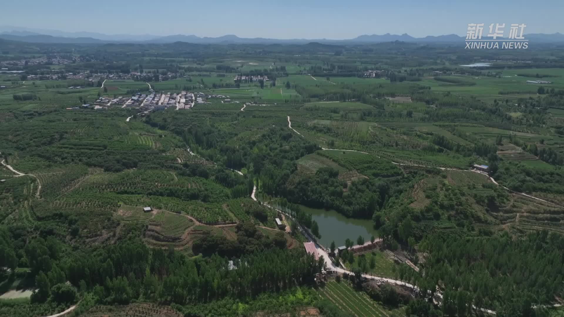 千城胜景｜河北秦皇岛：李子飘香采收忙