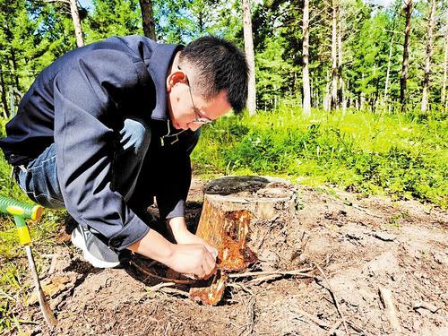 7月29日,周建波在千层板分场采集幼虫样本。受访者供图