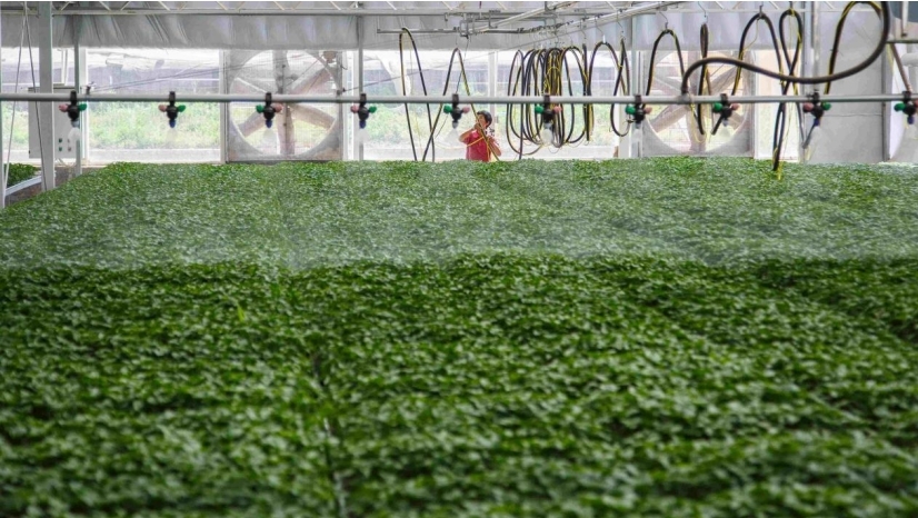 工人正在为种苗喷灌。李晓利 摄