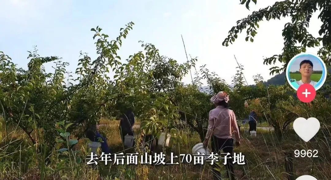 施威村里的爷爷奶奶参与采摘、打包