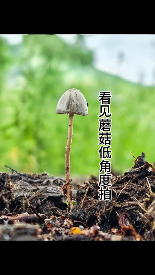 口袋里的光影课｜看见蘑菇低角度拍