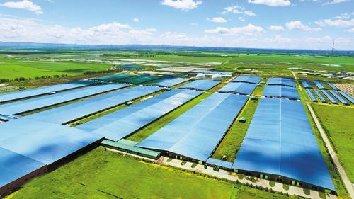 7月29日航拍的旗帜乳业奶牛养殖基地。本报记者 王雪威摄
