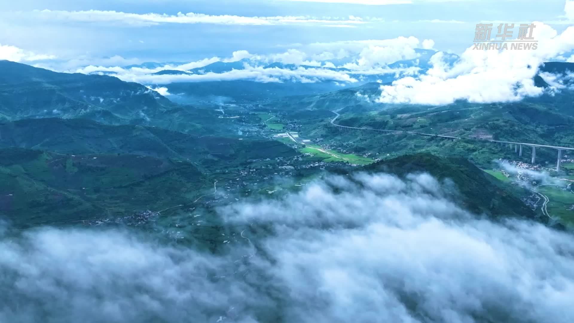 云南华坪晚熟芒果开采上市