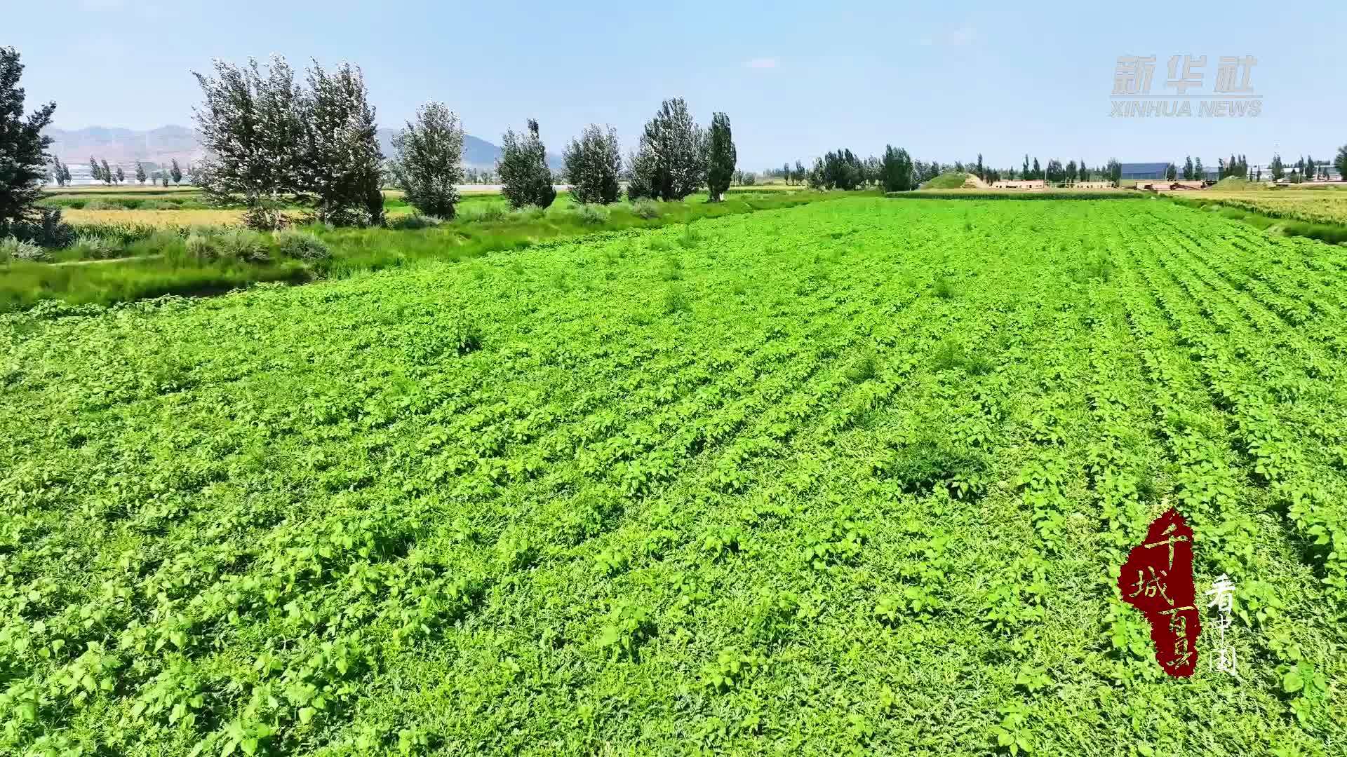 千城百县看中国｜内蒙古：卜尔汉图的西瓜熟啦