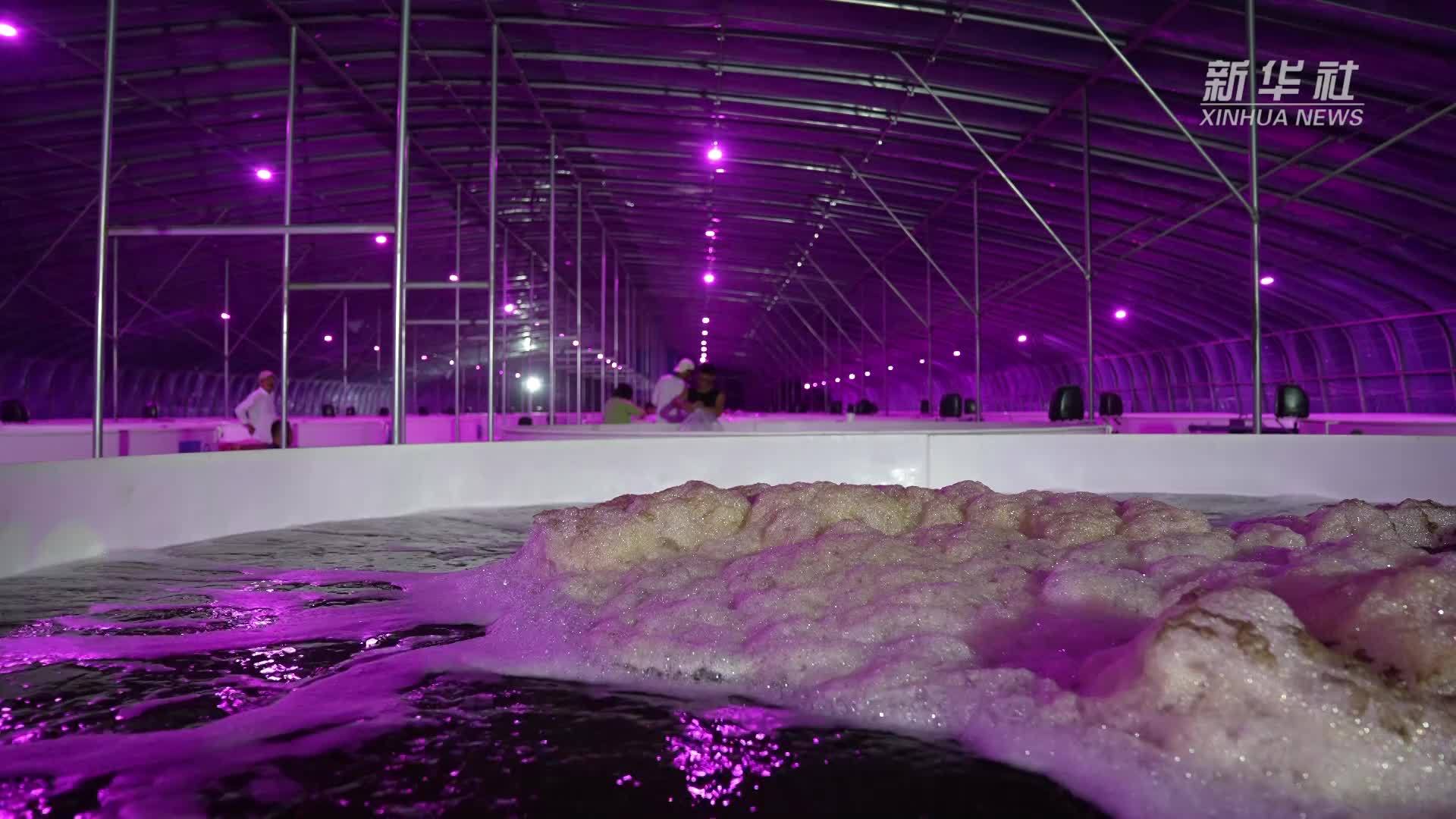 新一批“海洋居民”“落户”塔克拉玛干沙漠