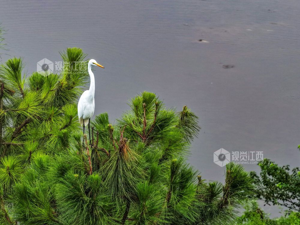 2025年7月29日，江西省吉安市吉水县水南镇莲蓬岭村，成群结队的白鹭悠然栖息于村畔山林湿地间，或优雅筑巢，或悉心育雏，好一幅夏日生态画卷。