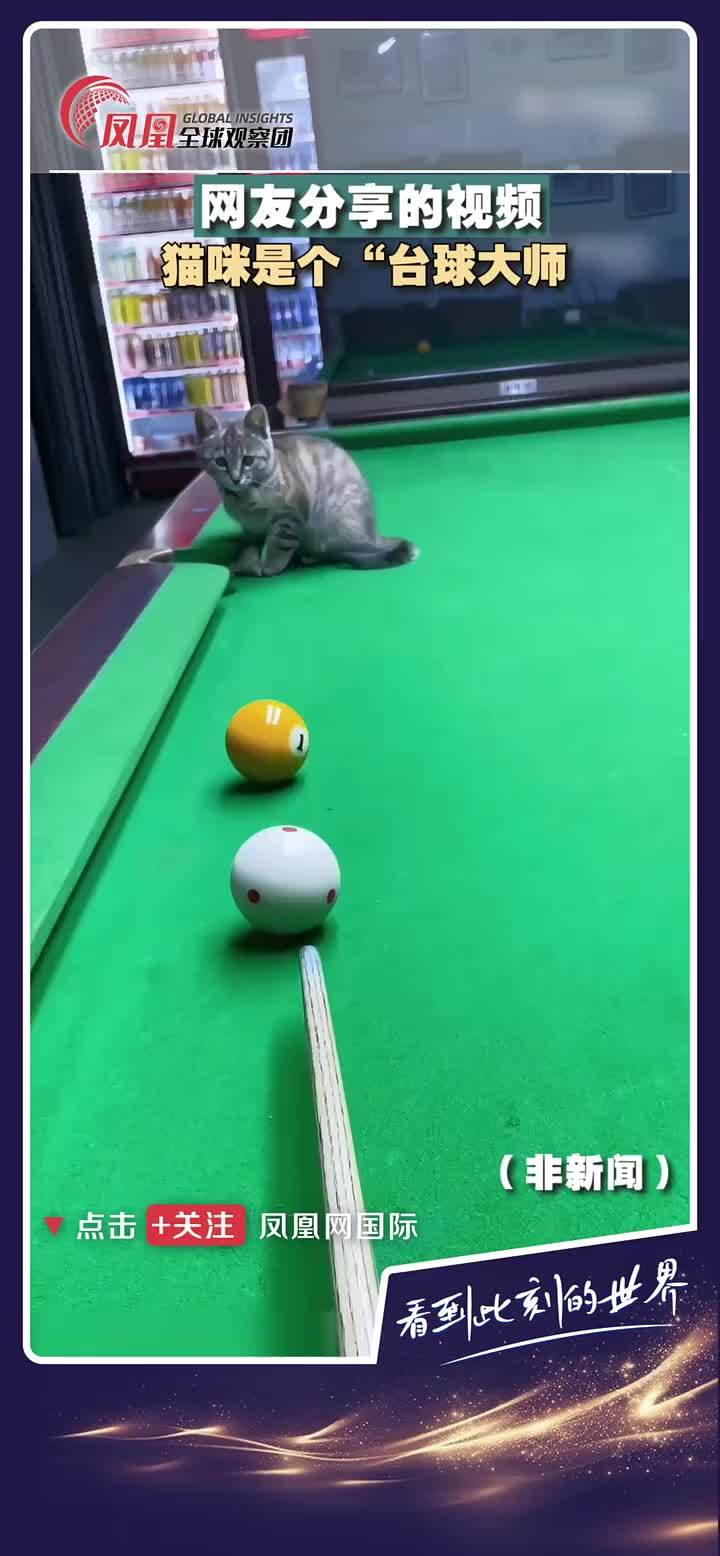 猫咪是台球大师！网友分享猫猫“打台球”的画面。 #猫咪  #台球  #猫咪打台球
